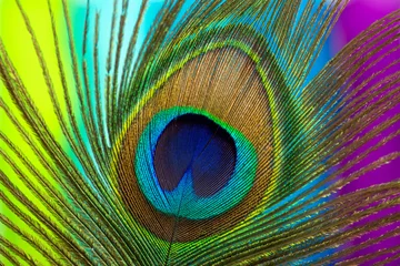 Fotobehang Pauw kleur veer © Galina