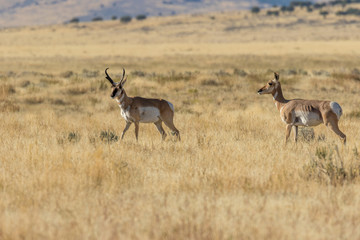 Naklejka na ściany i meble Pronghorn Antelope Buck and Doe on the Prairie