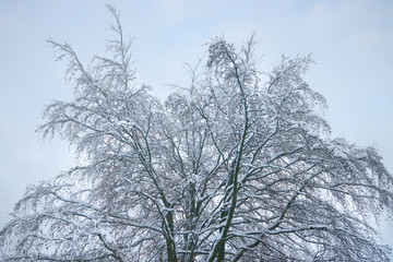 Tops and crowns of tree covered with snow.