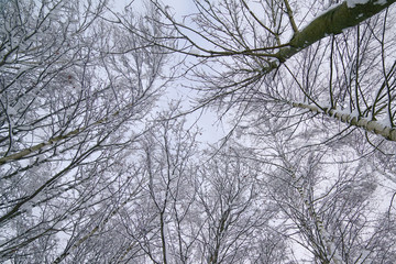 White winter landscape in the forest.