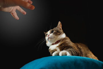 Playful cat attacking female hand.