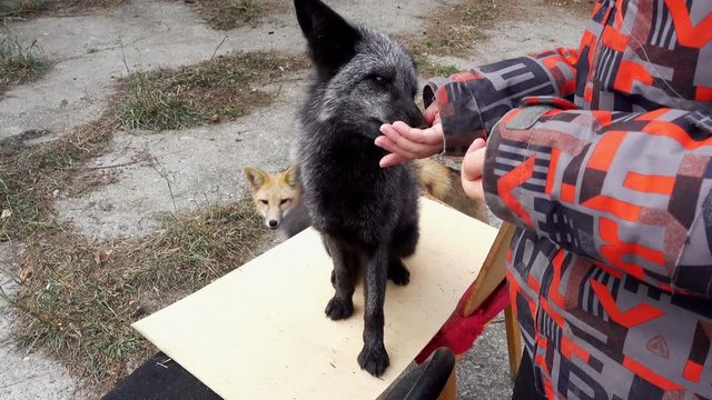 A domesticated fox plays with a woman and eats dainties