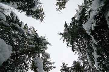 Spruce forest in winter