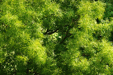 Fraxinus excelsior, common european ash tree canopy with green foliage. Ash tree crown aerial top view. Nature pattern or background.