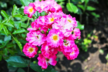 pink meadow flowers on a flowerbed in a Park under the rays of the sun
