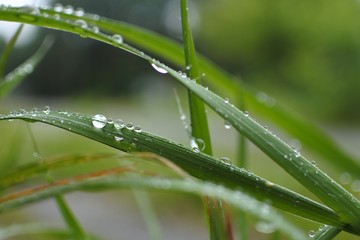 雨上がりに撮影した、雫のついた草。