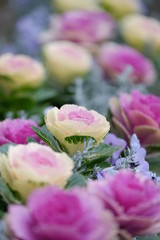 Yellow and Pink Flower Arrangement in a Kobe Garden