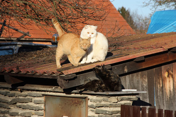 Differently coloured cats on the roof
