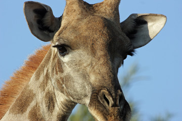 Giraffe portrait