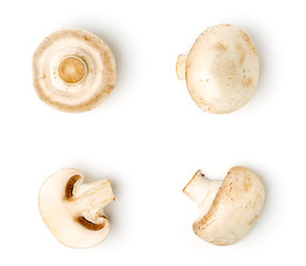 Champignons on white background, different kinds.