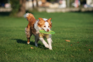 border collie dog playing with a flying disc