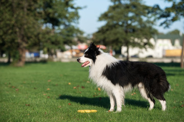 beautiful black and white border collie dog posing outdoors in summer
