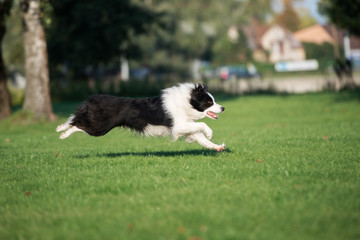 Naklejka na ściany i meble border collie dog running outdoors