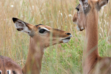 Two impalas