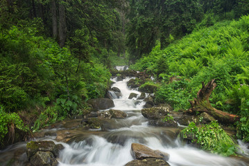 Fast river in the summer forest. Beautiful natural landscape in the summer time