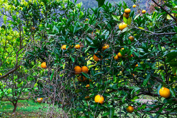 Orange mandarin on the tree. Ripe tangerine. Montenegrin mandarin trees. Home tangerine garden. A lot of fruit on the tree. Already ripe.