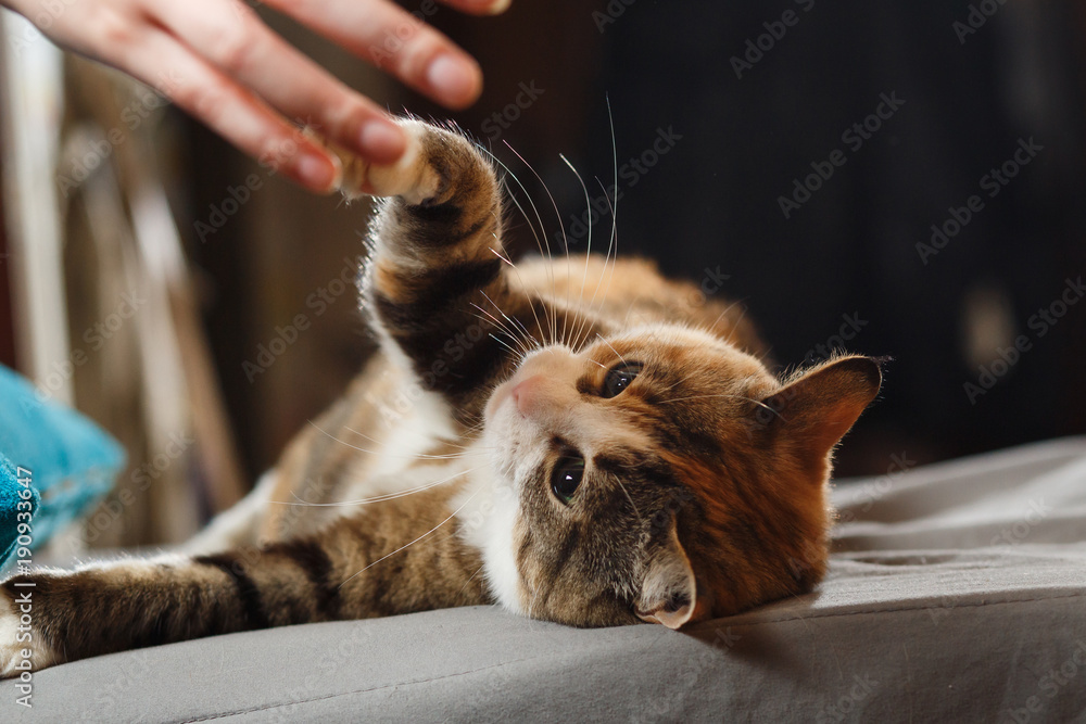 Wall mural Funny angry cat. Orange cat playing with human hand on the blue pillow