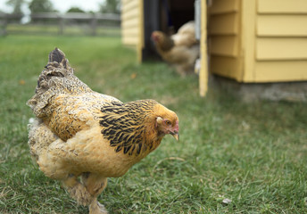 Chicken on Farm