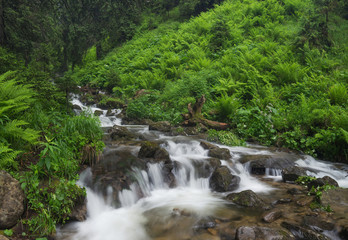 Fast river in the summer forest. Beautiful natural landscape in the summer time