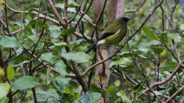 New Zealand native bellbird or Korimako