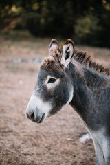 Adorable cute little donkey in the french farm in Provence, summer rustic scene