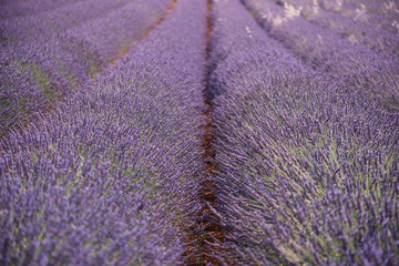 Obraz na płótnie Canvas Beautiful vivid purple endless raws of blossoming lavender field in summer Provence, south France