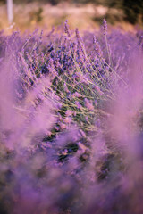 Bees buzzing in the blossoming lavender field, summer sunset photo, Provence, south France, close up view