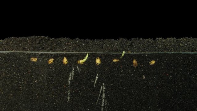 Time-lapse of growing wheat seeds 6c in 2K PNG+ format with ALPHA transparency channel isolated on black background
