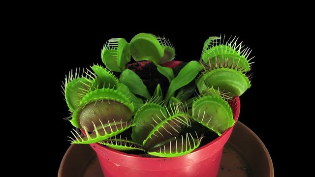 Time-lapse of growing Venus flytrap (Dionaea muscipula) plant 1x3 in RGB + ALPHA matte format isolated on black background
