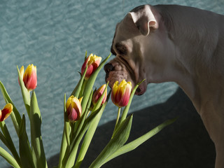 White boxer dog smelling a bouquet of tulips