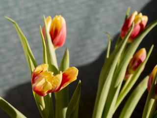 Orange tulips on a contrasting background