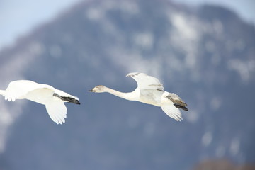 Tundra swan (Cygnus columbianus) in Japan