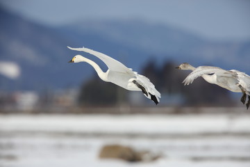 Tundra swan (Cygnus columbianus) in Japan