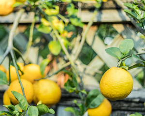 Florida lemon harvest