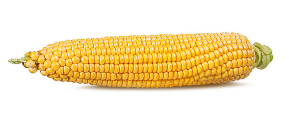 Corn isolated on white background