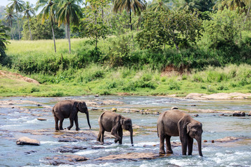 Naklejka premium Wild elephants in Sri Lanka