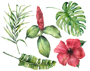 Watercolor tropical flowers and leaves. Hand painted monstera, coconut and banana palm branch, hibiscus, alpinia isolated on white background. Floral exotic illustration for design, print or fabric.