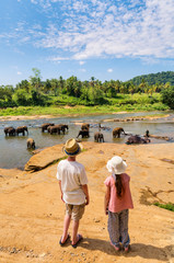 Naklejka premium Kids watching elephants