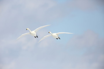 Tundra swan (Cygnus columbianus) in Japan
