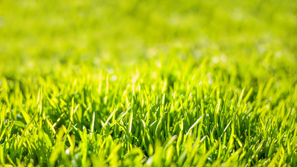 Green grass nature background
