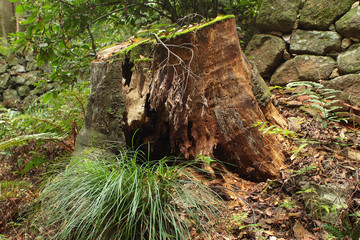 朽ちた切株