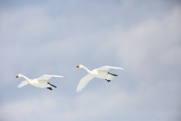 Tundra swan (Cygnus columbianus) in Japan