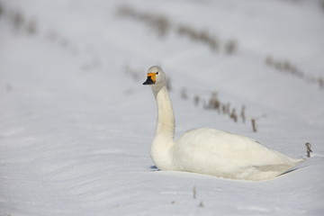Tundra swan (Cygnus columbianus) in Japan