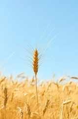 Golden ear of ripe wheat in front of vlue sky