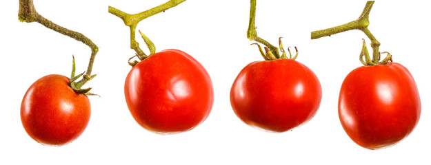 ripe red tomatoes on a branch. Isolated on white background set, collection