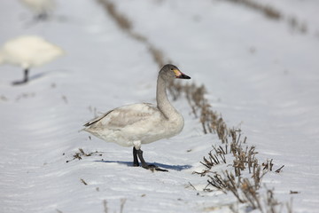 Tundra swan (Cygnus columbianus) in Japan
