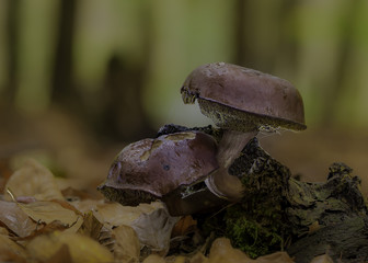 mushrooms