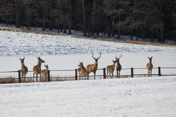 A deer herd in winter. Deer in the snow