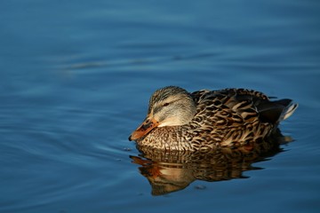 Close up portrait of female duck / mallard floating on blue water on bright sunny day with reflection of her in water