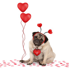 lovely cute valentines day pug puppy dog sitting down on confetti, wearing hearts diadem and holding red heart shaped balloons, isolated on white background